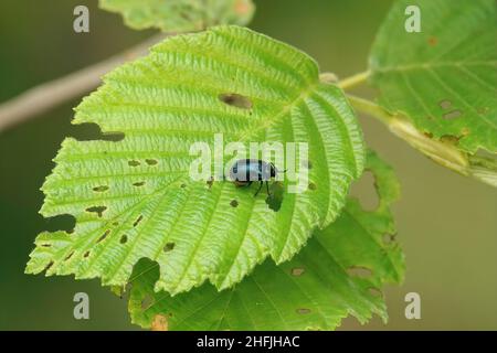 Nahaufnahme des Alderblattkäfer, Agelastica alni, im Freien, sitzend auf einem Blatt seiner Geisterpflanze Alnus glutinosa Stockfoto