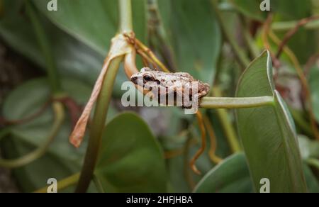 Indische westliche Ghats Frösche in seinem natürlichen Lebensraum, Indirana Frosch, Don's Golden-backed Frog, Urban Golden-backed Frosch Stockfoto