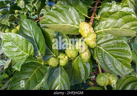 Noni Früchte (Morinda citrifolia) auf dem Baum. Kauai Island, Hawaii Stockfoto