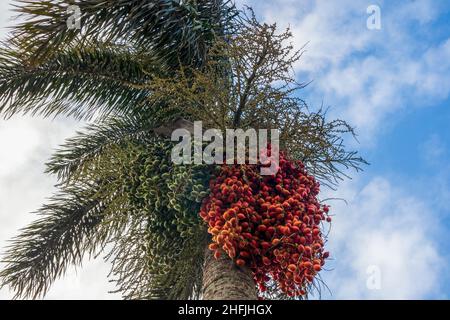 Tropische rote und grüne Datteln Früchte von Manila Palm (Adonidia merrillii), Kauai Island, Hawaii Stockfoto