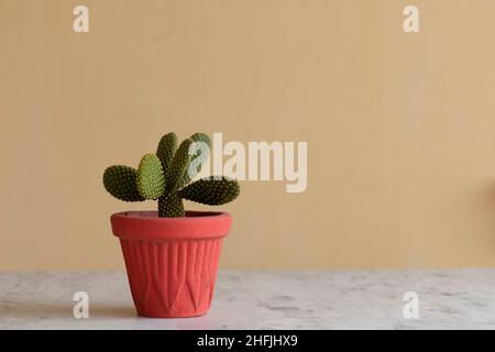 Opuntia microdasys Bunny Ears Kaktus mit Text- und Textraum Stockfoto