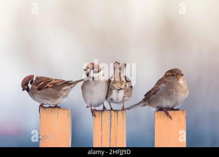 Vier kleine Sperlinge sitzen auf einem Holzzaun im Dorf Stockfoto
