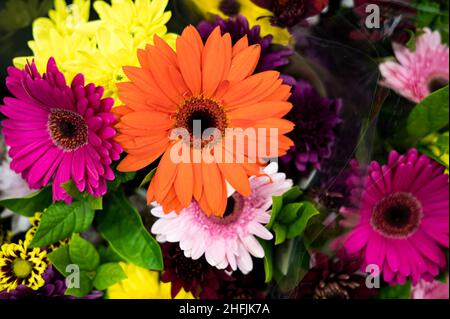 Sortiment von hellen farbigen Blumen von oben geschossen Stockfoto