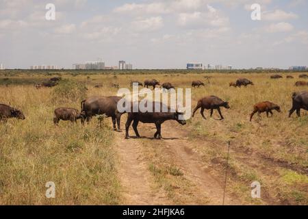 Eine Herde Büffel, die im Nairobi National Park, Kenia, in freier Wildbahn grasen Stockfoto