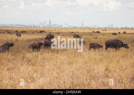 Eine Herde Büffel, die im Nairobi National Park, Kenia, in freier Wildbahn grasen Stockfoto