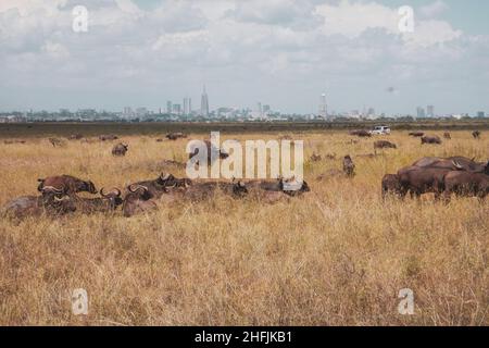 Eine Herde Büffel, die im Nairobi National Park, Kenia, in freier Wildbahn grasen Stockfoto