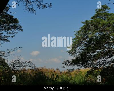 Gruppe von Schilfrotbaum-Pflanze auf dem Feld mit braunem Ast und grünem Busch von Mimosenbaum mit blauem Himmel und weißer Wolke im Hintergrund Stockfoto