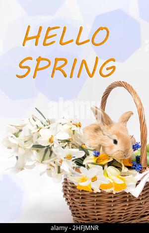Korb mit Narzissen und Kaninchenblüten auf weißem Hintergrund mit dem Text Hello Spring Stockfoto