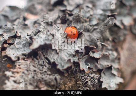 Roter Marienkäfer schläft in einer Flechte auf einem Baum, Insektenüberwinterung. Hintergrund mit geringer Schärfentiefe und weichem Fokus. Stockfoto