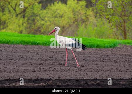 Ein erwachsener europäischer Weißstorch geht auf der Suche nach Nahrung durch ein gepflügeltes Feld. Anpassung der Vögel auf dem Land, Zusammenleben mit Menschen. Stockfoto