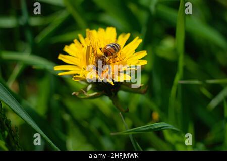Gelbe Frühlingsblumenblüte mit Biene und festsitzenden Pollen. Grün vegetativ verschwommener Hintergrund mit selektivem Fokus auf Insekten. Stockfoto