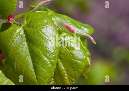 Junge Frühlingsblätter eines Lindenbaums, von einer zarten hellgrünen Farbe, beleuchtet von der Sonne. Selektiver Fokus und unscharfer Hintergrund. Stockfoto