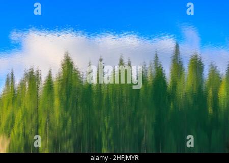 Abstrakte Spiegelungen von Tannenbäumen am Jenkinson Lake in der bewaldeten Sierra Nevada Mountain Range im Northern California Sly Park Recreation Area Stockfoto