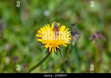 Insekt ist ein Bestäuber, eine Biene sammelt Pollen auf Frühlingsblumen von Honigpflanzen. Niedliche Workaholic auf gelbem Dandelion im Mai, selektiver Fokus. Stockfoto