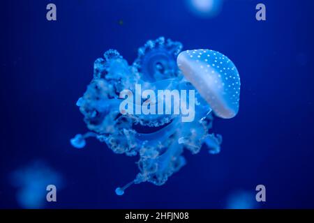 Schöne Quallen im Neonlicht im Aquarium, Naturhintergrund Stockfoto