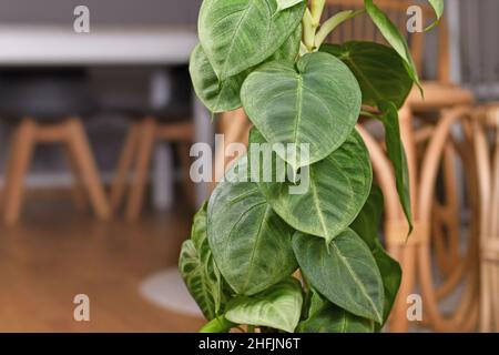 Exotische Zimmerpflanze „Syngonium macrophyllum Frosted Heart“ mit herzförmigen Blättern Stockfoto