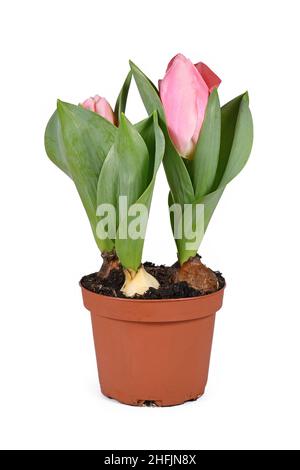 Kleine rosa 'Tulipa Sugar Love' Tulpe in Blumentopf auf weißem Hintergrund Stockfoto