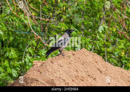 Eine Erwachsene Kapuzenkrähe, die auf einem Sandhaufen im Profil reitet. Grüner vegetativer Hintergrund, selektiver Fokus. Ein allesfressender Greifvogel auf der Erde. Stockfoto