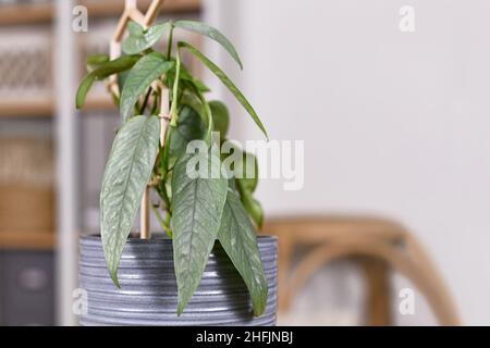 Tropische Zimmerpflanze 'Epipremnum pinnatum Cebu Blue' mit silberblauen Blättern im Blumentopf Stockfoto