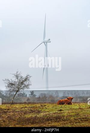 Langhaarige schottische Hochlandrinder auf dem Feld Stockfoto