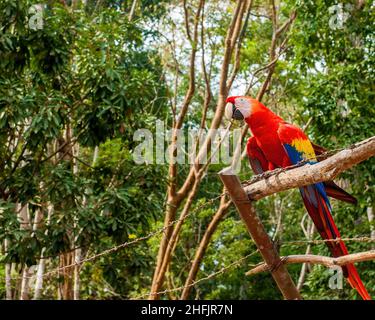 Aras sind eine Gruppe von Papageien der Neuen Welt, die langschwanzig und oft farbenfroh sind. Sie sind in der Vogelzucht oder als Begleitspapageien beliebt. Stockfoto