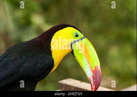 Tukane sind Mitglieder der Neotropical-nahen Singvögel-Familie Ramphasidae. Die Ramphasidae sind am engsten mit den amerikanischen Barbets verwandt. Stockfoto