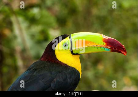 Tukane sind Mitglieder der Neotropical-nahen Singvögel-Familie Ramphasidae. Die Ramphasidae sind am engsten mit den amerikanischen Barbets verwandt. Stockfoto