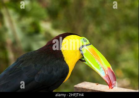 Tukane sind Mitglieder der Neotropical-nahen Singvögel-Familie Ramphasidae. Die Ramphasidae sind am engsten mit den amerikanischen Barbets verwandt. Stockfoto