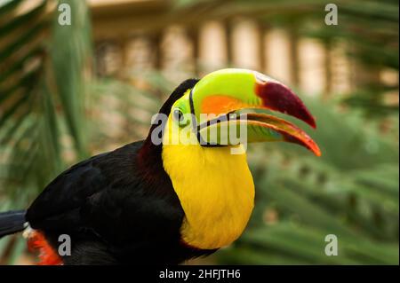 Tukane sind Mitglieder der Neotropical-nahen Singvögel-Familie Ramphasidae. Die Ramphasidae sind am engsten mit den amerikanischen Barbets verwandt. Stockfoto