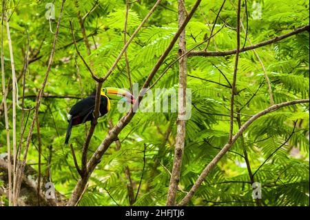 Tukane sind Mitglieder der Neotropical-nahen Singvögel-Familie Ramphasidae. Die Ramphasidae sind am engsten mit den amerikanischen Barbets verwandt. Stockfoto