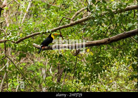 Tukane sind Mitglieder der Neotropical-nahen Singvögel-Familie Ramphasidae. Die Ramphasidae sind am engsten mit den amerikanischen Barbets verwandt. Stockfoto