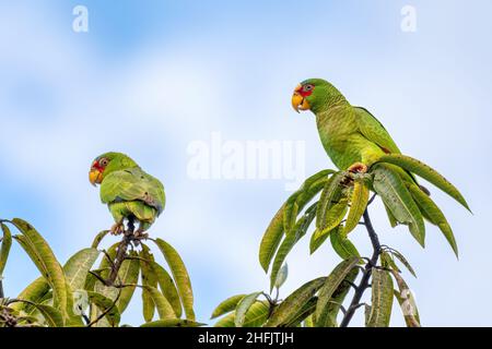 amazonas-zwergpapagei (Amazona albifrons), auch bekannt als weißer Papagei oder brillenpapagei. Puntarenas Region, Tierwelt und Vogelbeobachtung Stockfoto