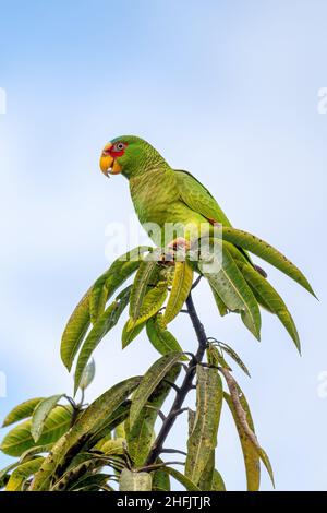 amazonas-zwergpapagei (Amazona albifrons), auch bekannt als weißer Papagei oder brillenpapagei. Puntarenas Region, Tierwelt und Vogelbeobachtung Stockfoto