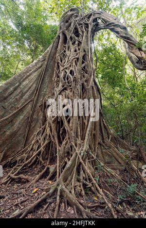 Feigenbaum und Baumstämme im tropischen Regenwald, Nationalpark Rincon de la Vieja, Parque Nacional Rincon de la Vieja, Provinz Guanacaste, Stockfoto