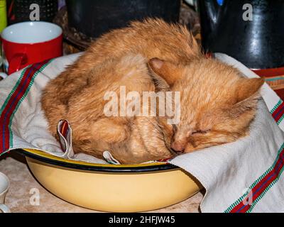 Rote Hauskatze schläft in einer eisernen Schüssel. Stockfoto