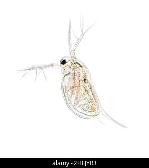 Mikroskopische Aufnahme des Zooplankton-Wassers Flea Daphnia Stockfoto