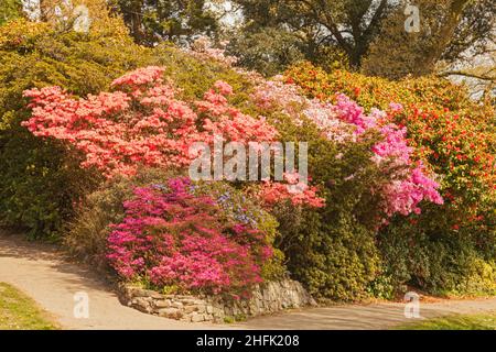 Clyne Gardens in Flower, Blackpill, Swansea, South Wales, Großbritannien Stockfoto