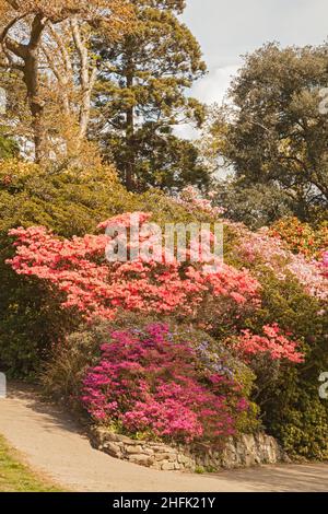 Clyne Gardens in Flower, Blackpill, Swansea, South Wales, Großbritannien Stockfoto