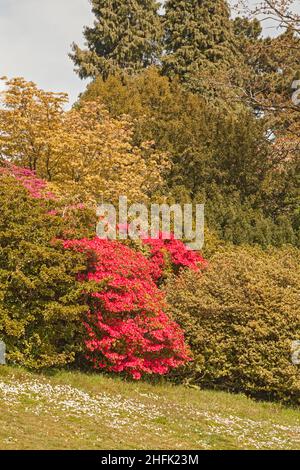 Clyne Gardens in Flower, Blackpill, Swansea, South Wales, Großbritannien Stockfoto