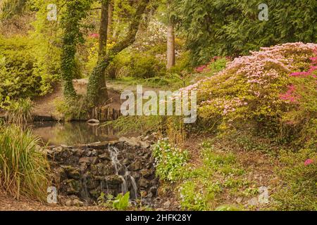 Clyne Gardens in Flower, Blackpill, Swansea, South Wales, Großbritannien Stockfoto