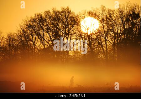 Ein früher Besucher spaziert durch Wälder, während die Sonne über dem Bushy Park in London aufgeht. Bilddatum: Montag, 17. Januar 2022. Stockfoto