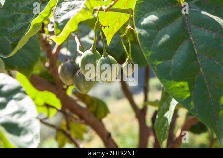 Grüne unreife Früchte von Tamarillo (Solanum betaceum) oder Baumtomate Stockfoto