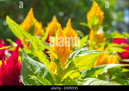 Aufgesenkter Hahnenkamm blüht Celosia. Plumosa Blume von Celosia Stockfoto