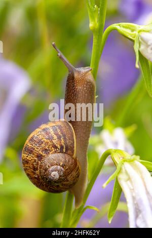 Blick auf die Gartenschnecke auf das violette Blütenblatt der Campanula. Nahaufnahme Makro von Gastropode und schöne Blume Stockfoto
