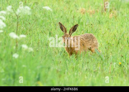 Niedliche braune Norfolk Hase im Grasfeld im Frühling England. Am frühen Morgen natürliche Tierwelt Stockfoto