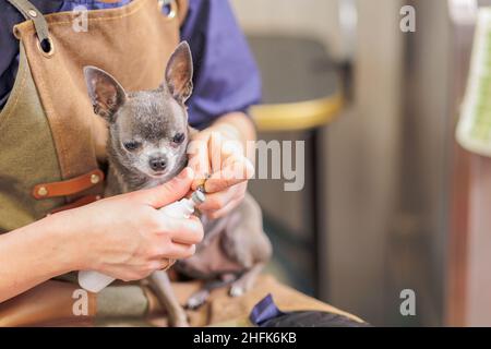 Schneiden der Nägel eines Hundes mit einem elektrischen Kratzer. Hundepflege. Mädchen schneidet die Nägel des Hundes. Stockfoto