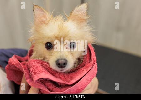 Der nasse kleine pommersche Spitz-Hund ist in ein Handtuch gehüllt. Pflege von Hunden. Stockfoto