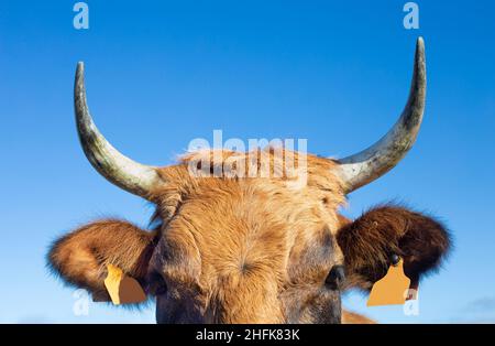 Ein Kuhkopf, Augen und Hörner. Blick auf die Kamera an einem sonnigen Tag. bos stier Stockfoto