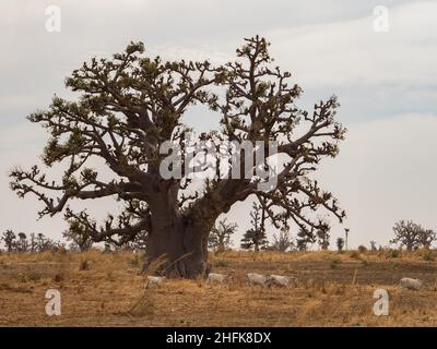 Single baobabs in der afrikanischen Steppe während der trockenen Jahreszeit. Bäume von Glück, Senegal. Afrika. Stockfoto