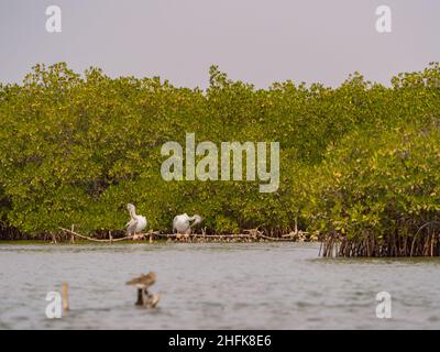 Pelikane neben Mangroven - salztolerante Bäume, genannt Halophyten, angepasst an das Leben in schwierigen Küstenbedingungen. Stadt Joal-Fadiouth, Senegal Stockfoto